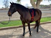 Silla Sudadero Bareback Hacking Lazypony