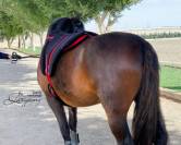 Silla Sudadero Bareback pad Hacking Lazypony
