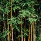 Bambou - Horse Remedy