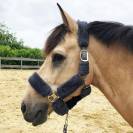 Licol nylon Douceur complet fourrure synthétique - JMR