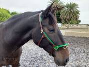 Cabezada serreta francesa de estilo barroco Lazypony
