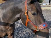 Cabezada de cuero anatómico Corazón Lazypony 