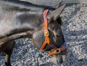 Cabezada de cuero anatómico Corazón Lazypony 