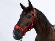 Muserola para cabezada de cuadra Lazypony, Hackamore