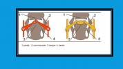 DB Maillechort Baucher 