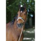 Licol en nylon 2022 - Covalliero