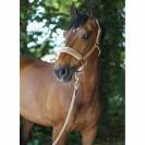 Licol en nylon 2022 - Covalliero