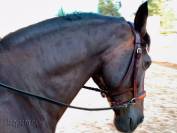 Leather sidepull Lazypony