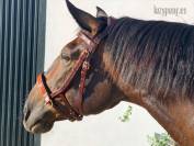 Leather sidepull Lazypony