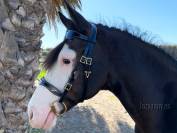 Celtic horse bridle Lazypony