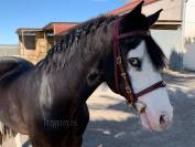 Portuguese iberian bridle Lazypony