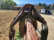 SELLE TH CUIR modèle RANDO CONFORT