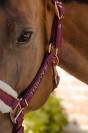 Licol et longe Harcour Holly
