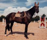 Bonnet anti-mouches Equestrian Stockholm - CHAMPAGNE