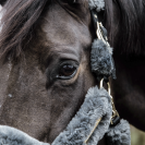 Licol de transport mouton - Kentucky