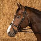 Bridon Rosegold Royal - Harry's Horse