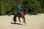 Bonnet anti-mouches Equestrian Stockholm - No Boundaries Monaco Blue