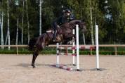 Tapis de selle Mahogany Glimmer - Equestrian Stockholm