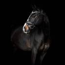 Bridon Danciero - SD Design