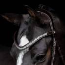 Bridon Danciero - SD Design