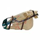 Licol cuir Rambo MICKLEM 2 Marron - HORSEWARE