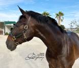 Patent leather halter Lazypony