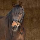 Bridon anatomique en cuir Sparkle - Harry's Horse
