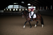 Polo de concours Champion Top Bordeaux et Blanc - Equestrian Stockholm