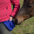 Sac-ceinture CLASSIK DOUBLE BLEU ROI