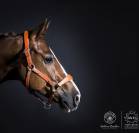 Licol Haut de Gamme en cuir + Longe - Atelier de Pravins