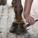 Feetactiv Onguent Bio Prêle Force 4