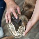 Bactifongic Pâte Fibrée Bio Argile Verte Force 4 Michel Vaillant