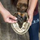 Bactifongic Pâte Fibrée Bio Argile Verte Force 4 Michel Vaillant