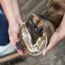 Bactifongic Pâte Fibrée Bio Argile Verte Force 4 Michel Vaillant