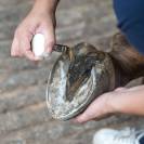 Bactifongic Huile Bio Essentiel Fourchette Force 2 Michel Vaillant