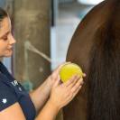 Horskin Baume Bio Plantain DER Démangeaisons Force 4 Michel Vaillant
