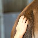 Horskin Baume Bio Plantain DER Démangeaisons Force 4 Michel Vaillant