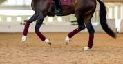 Bandes de polo New Maroon - Equestrian Stockholm