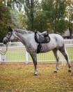 Tapis de selle Ten GEM en CSO ou Dressage