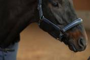 Licol en cuir Anatomique Glimmer Dark Venice - Equestrian Stockholm