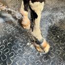 Pâte d'argile Soulage Douleur - Coup - Contusion Nutragile