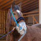 Inhalateur à ultrasons pour chevaux AirOne