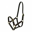 Licol Norton Club cuir havane pour poulain