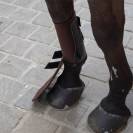 Gu&ecirc;tre ant&eacute;rieurs 66 - PETITPAS - Renfort tendon et boulet