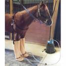 Bottes de balnéothérapie pour cheval