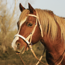 Bride sans mors Side pull Partners