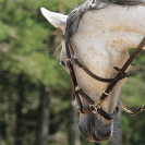 Bride sans mors Side pull Partners