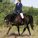 Bride sans mors Side pull Partners