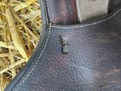 Selle Forestier Boeckelo 2021 