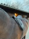 Selle dressage Thorowgood